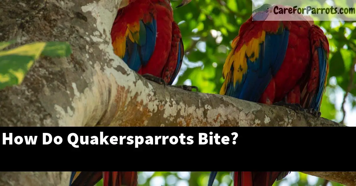 How Do Quakersparrots Bite?