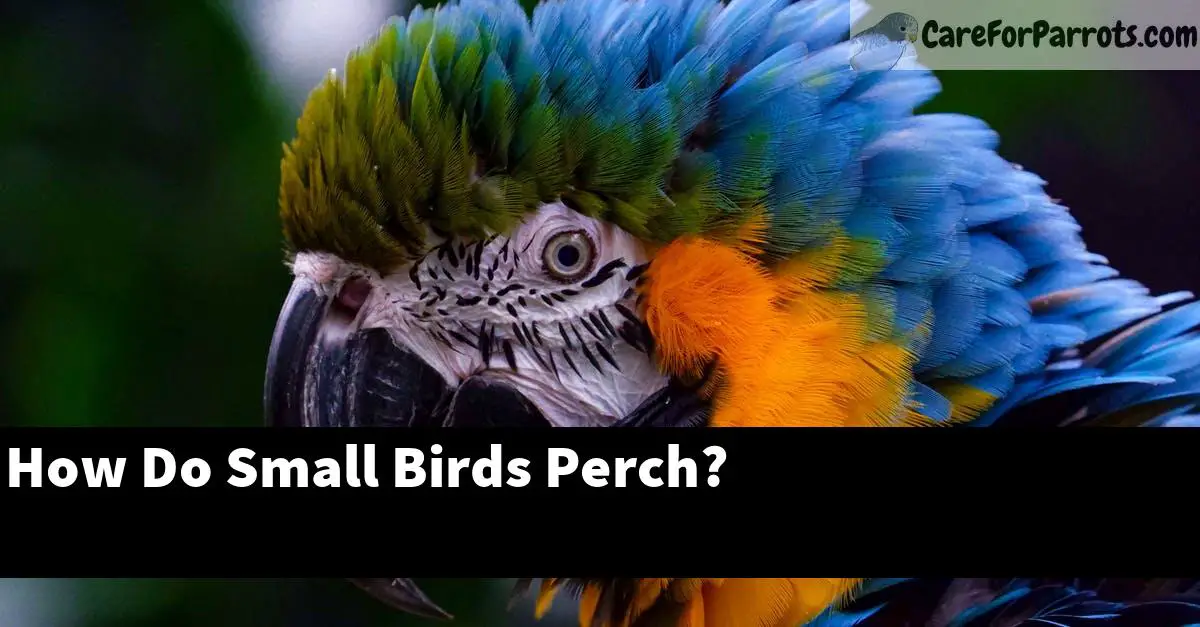 How Do Small Birds Perch?
