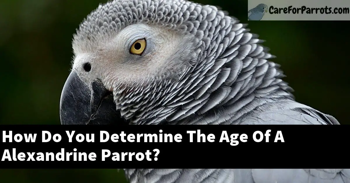 How Do You Determine The Age Of A Alexandrine Parrot?