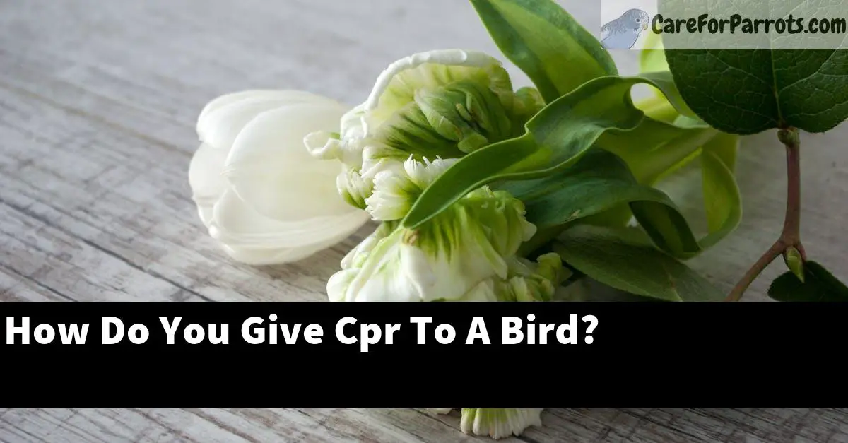 How Do You Give Cpr To A Bird?