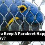 How Do You Keep A Parakeet Happy And Healthy?