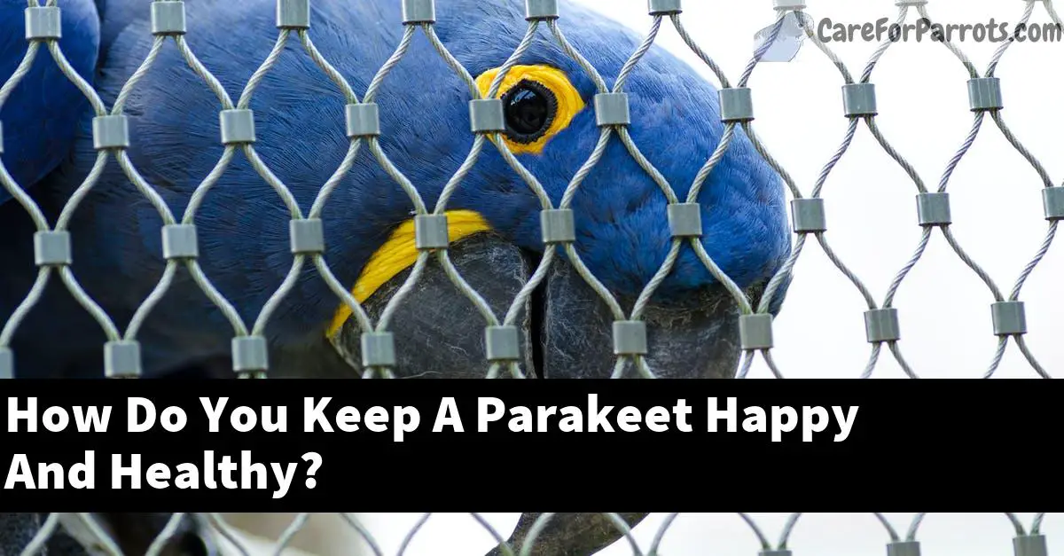 How Do You Keep A Parakeet Happy And Healthy?