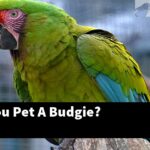 How Do You Pet A Budgie?