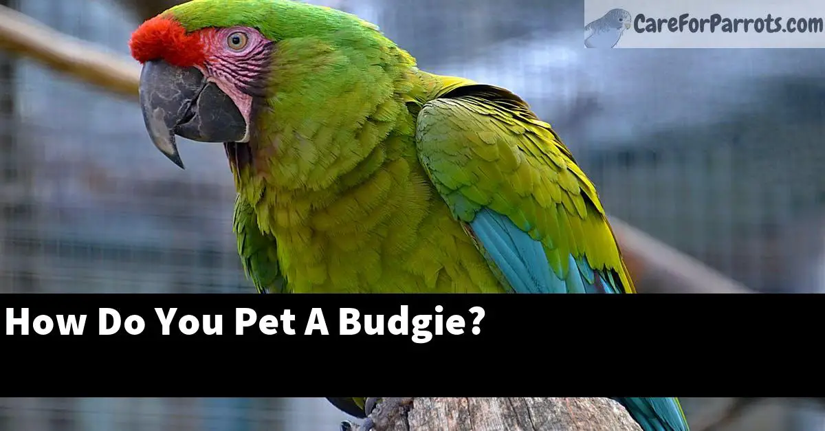How Do You Pet A Budgie?