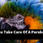 How Do You Take Care Of A Parakeet?
