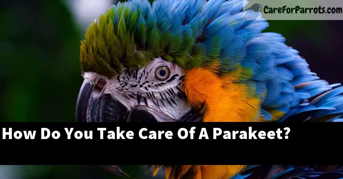 How Do You Take Care Of A Parakeet?