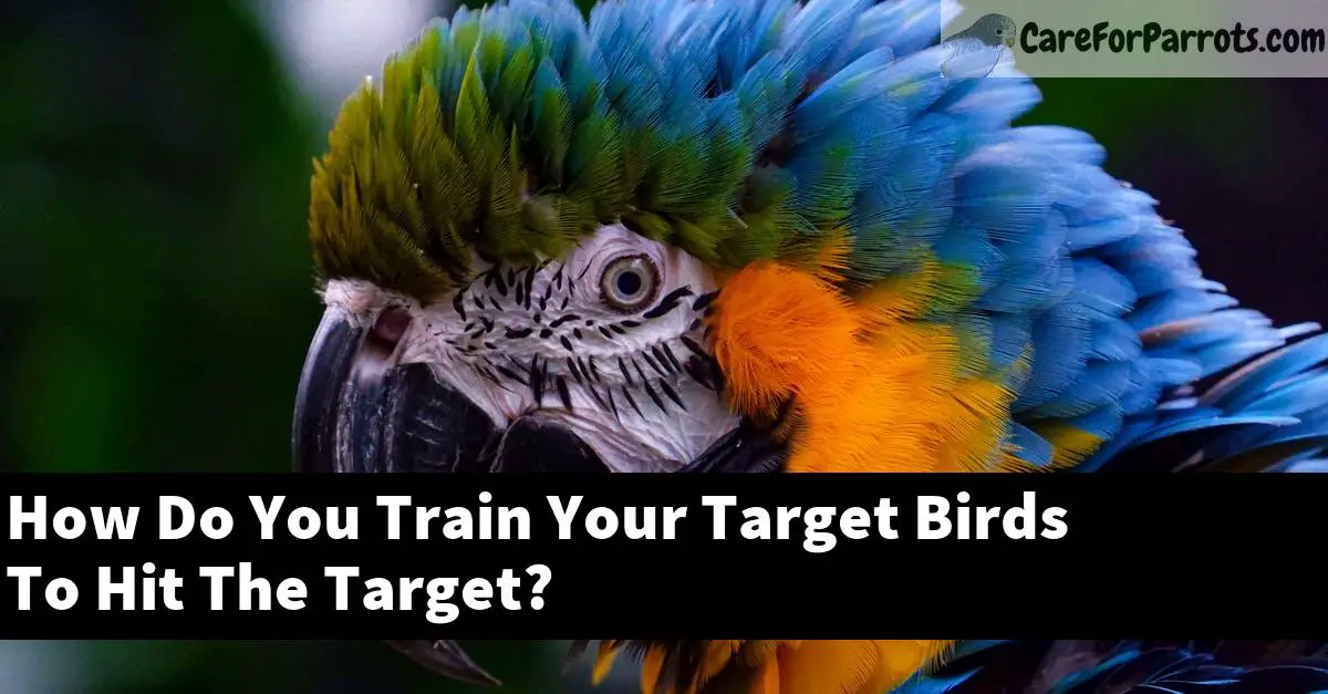 How Do You Train Your Target Birds To Hit The Target? Care For Parrots