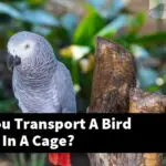 How Do You Transport A Bird Travelling In A Cage?