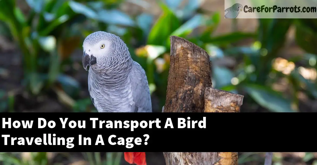 How Do You Transport A Bird Travelling In A Cage?
