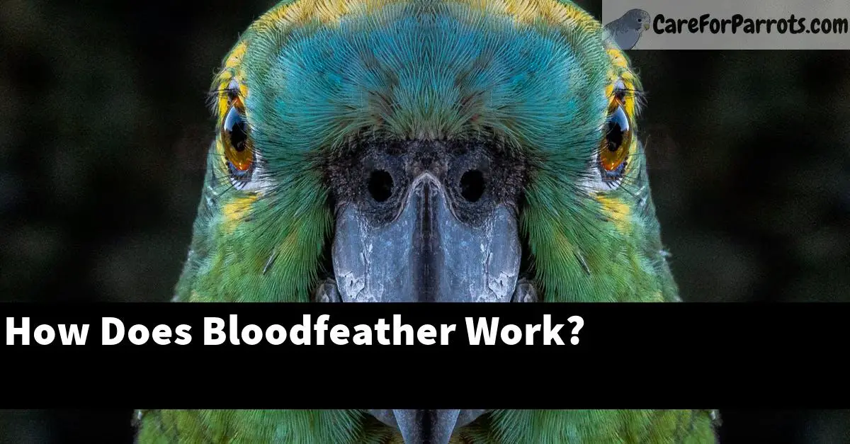 How Does Bloodfeather Work?
