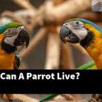 How Long Can A Parrot Live?