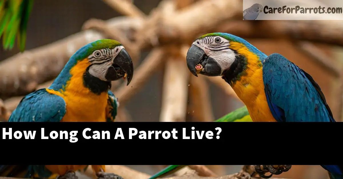 How Long Can A Parrot Live?