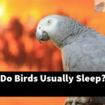 How Long Do Birds Usually Sleep?
