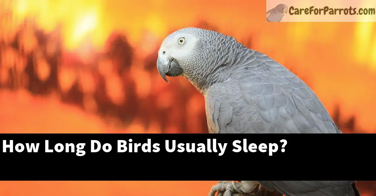 How Long Do Birds Usually Sleep?