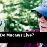 How Long Do Macaws Live?
