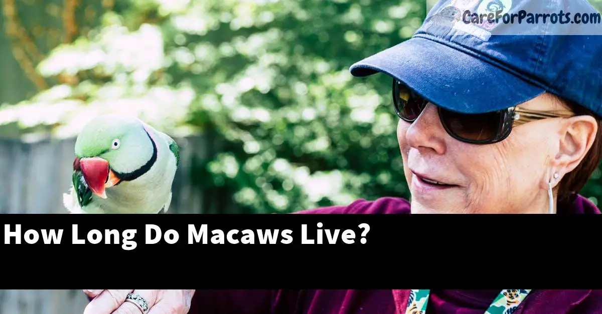 How Long Do Macaws Live?