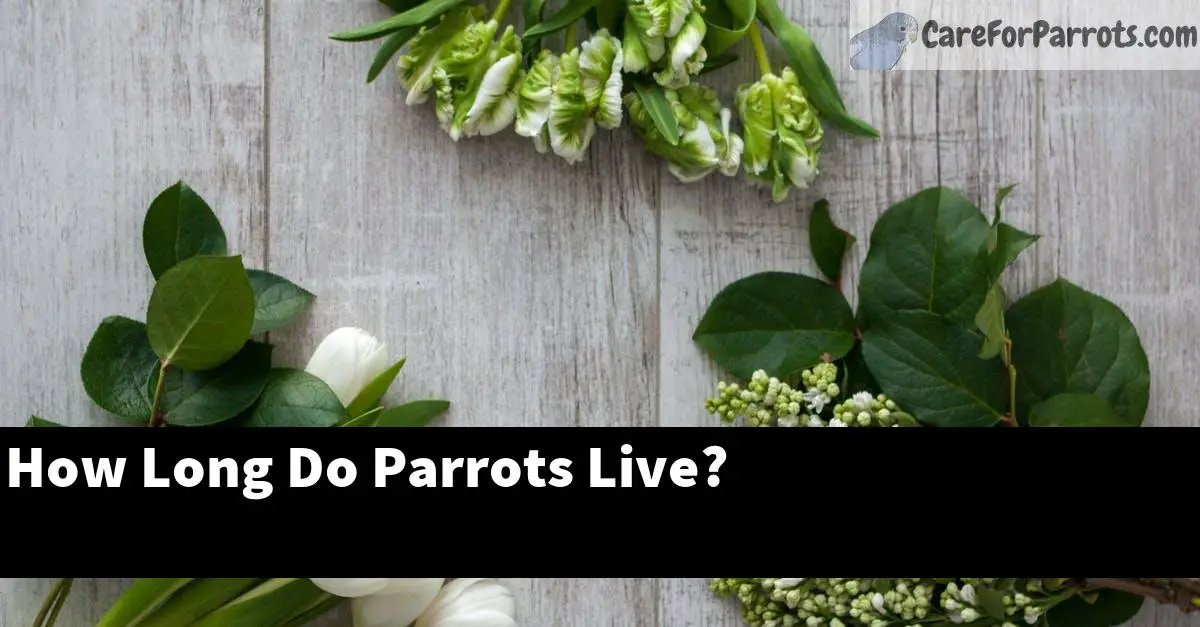 How Long Do Parrots Live?