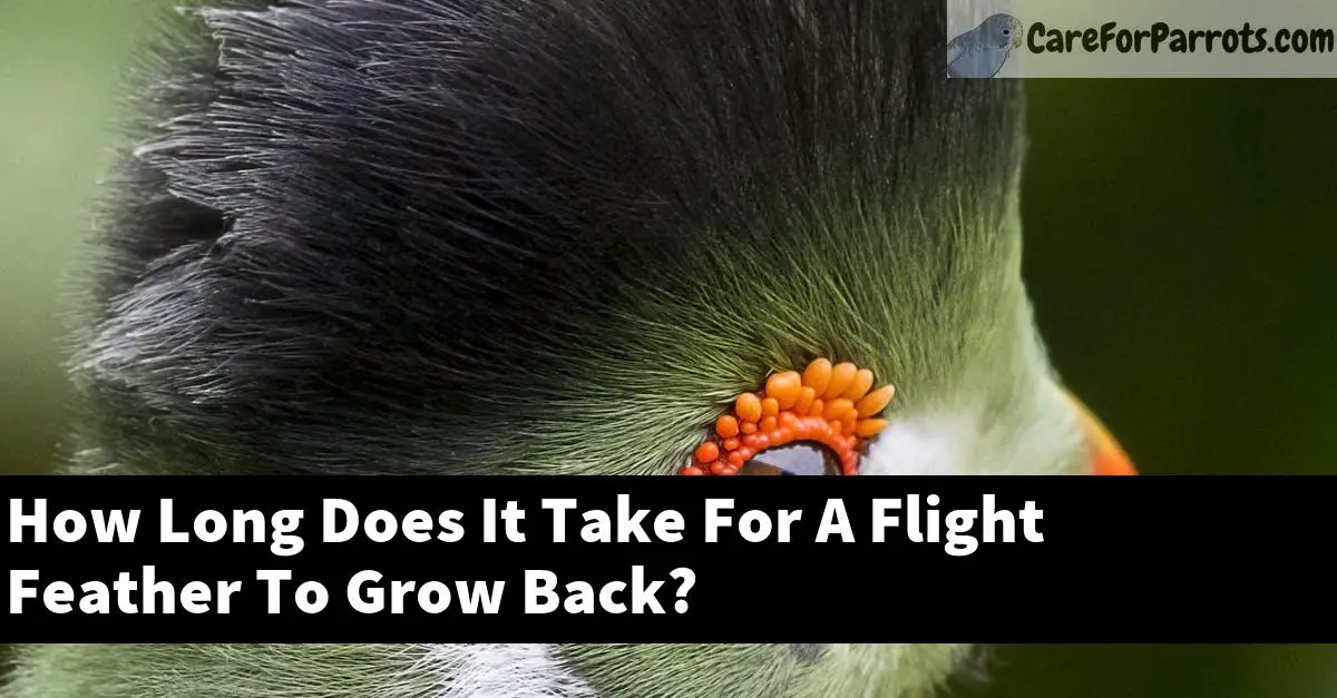 How Long Does It Take For A Flight Feather To Grow Back?