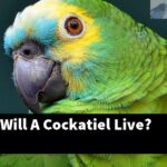 How Long Will A Cockatiel Live?