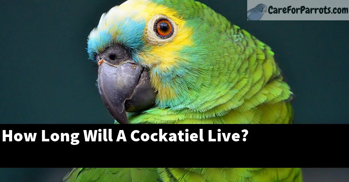 How Long Will A Cockatiel Live?