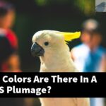 How Many Colors Are There In A Cockatiel'S Plumage?