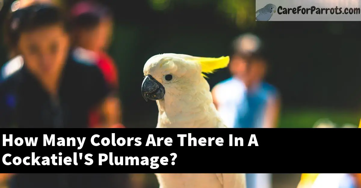 How Many Colors Are There In A Cockatiel'S Plumage?
