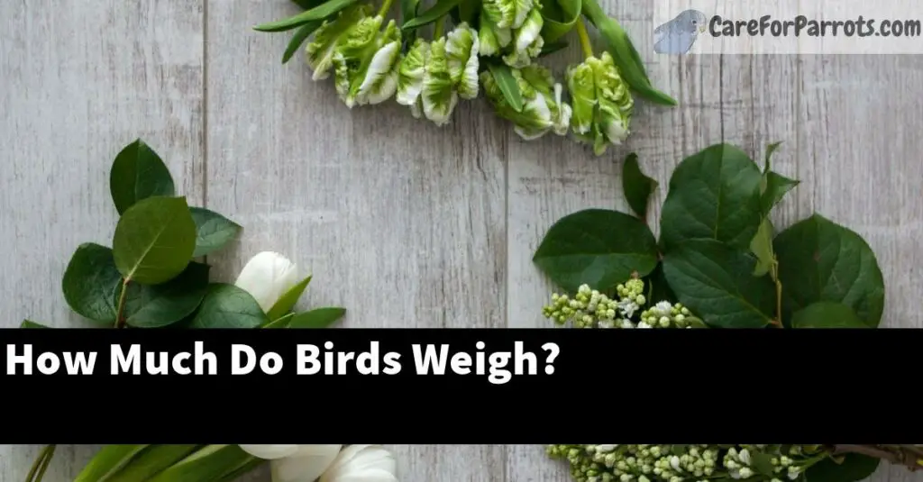 How Much Do Birds Weigh? Care For Parrots