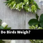 How Much Do Birds Weigh?