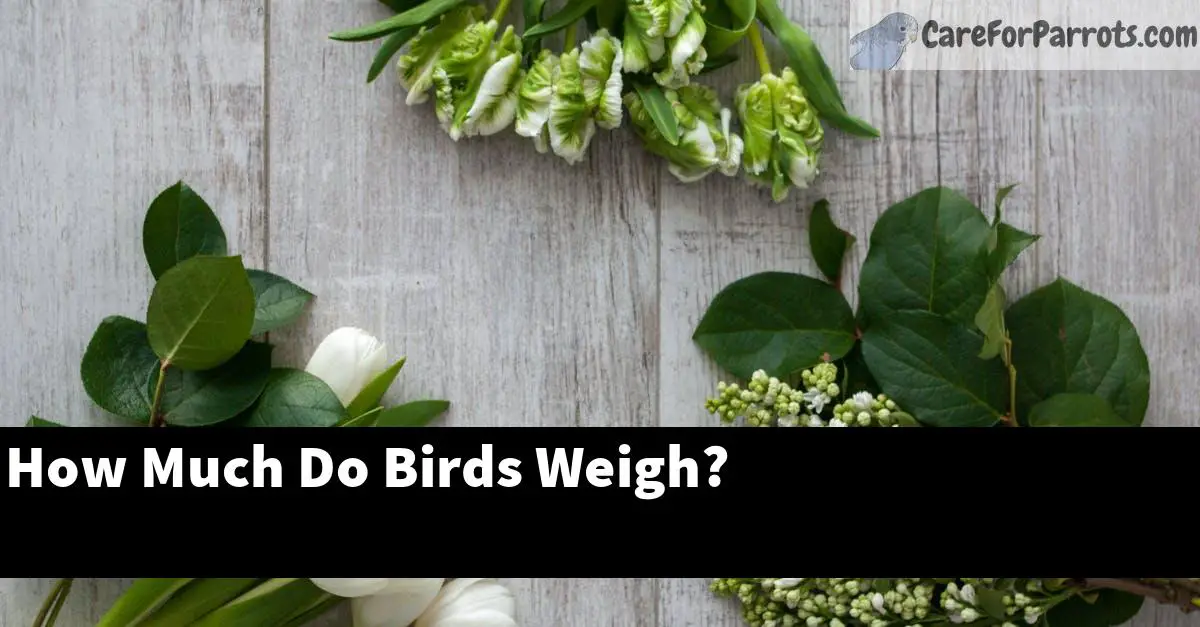 How Much Do Birds Weigh?