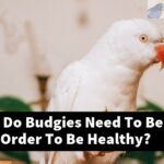 How Much Do Budgies Need To Be Housed In Order To Be Healthy?