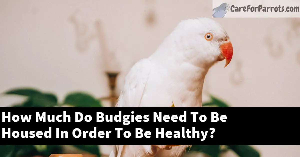 How Much Do Budgies Need To Be Housed In Order To Be Healthy?