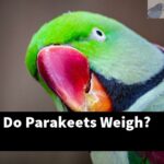 How Much Do Parakeets Weigh?