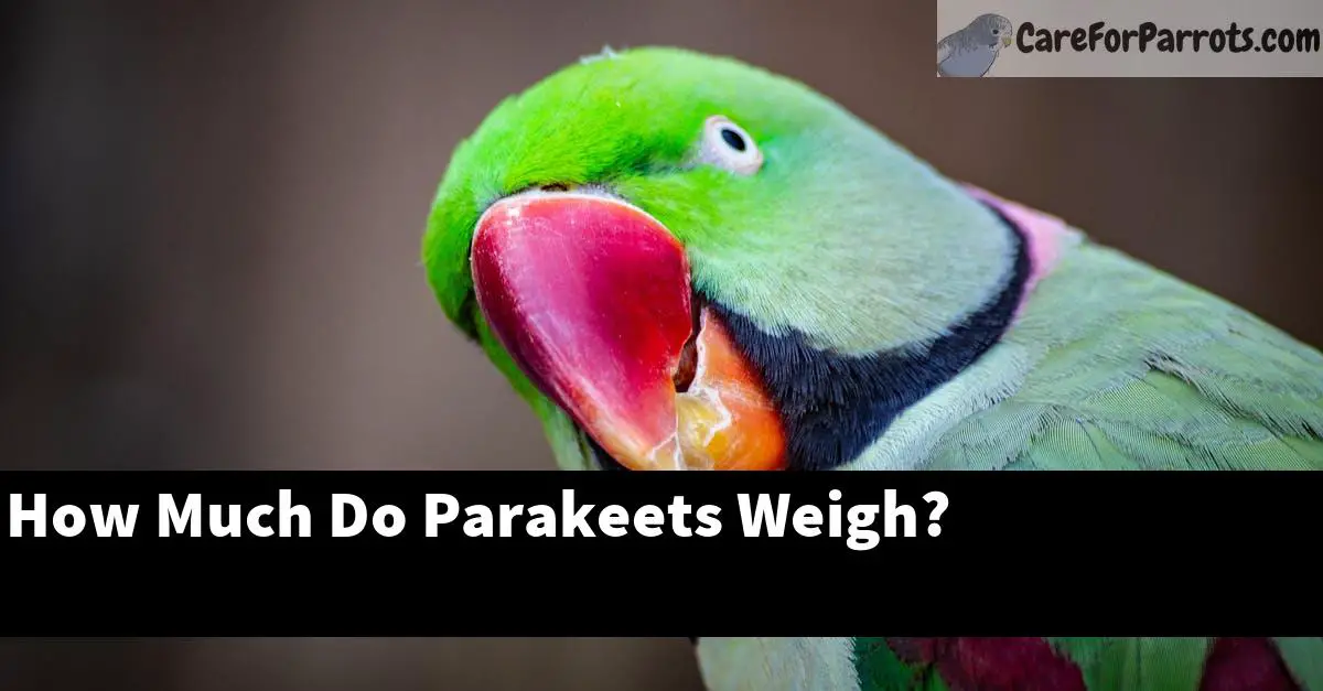 How Much Do Parakeets Weigh?