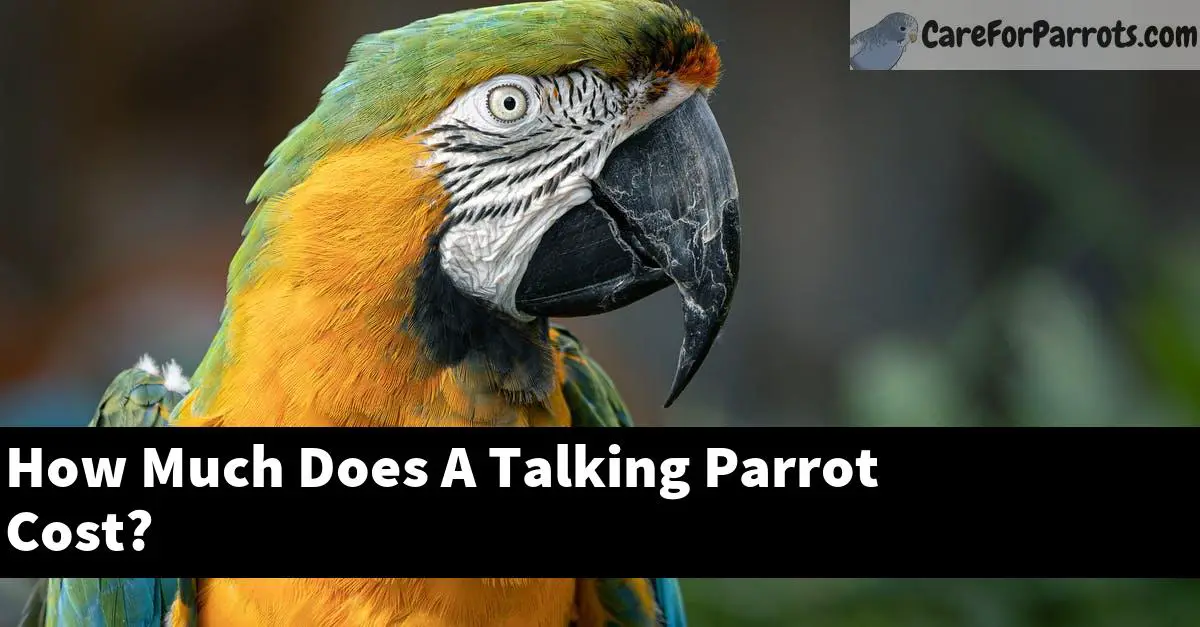 How Much Does A Talking Parrot Cost?