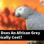 How Much Does An African Grey Parrot Typically Cost?