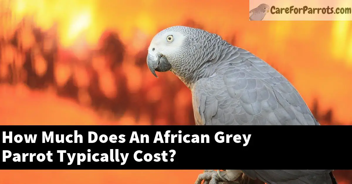How Much Does An African Grey Parrot Typically Cost?