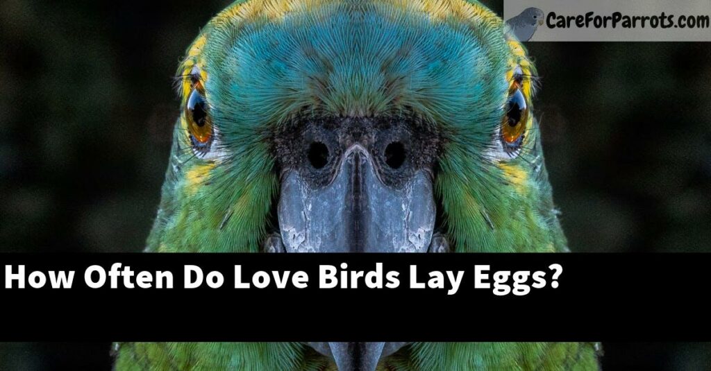 How Often Do Love Birds Lay Eggs? Lovebird Breeding Habits Care For