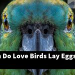 How Often Do Love Birds Lay Eggs?