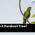 How Tall Is A Parakeet Tree?