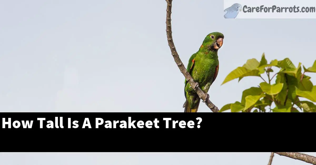 How Tall Is A Parakeet Tree?
