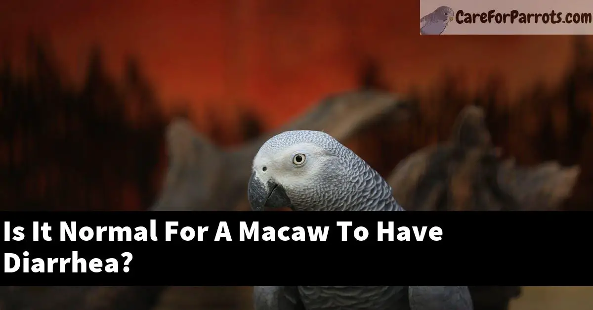 Is It Normal For A Macaw To Have Diarrhea?