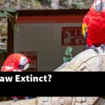 Is The Macaw Extinct?