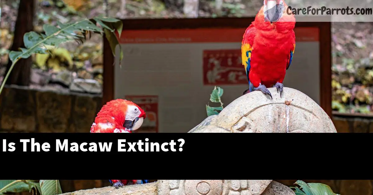 Is The Macaw Extinct?