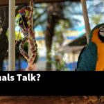 What Animals Talk?
