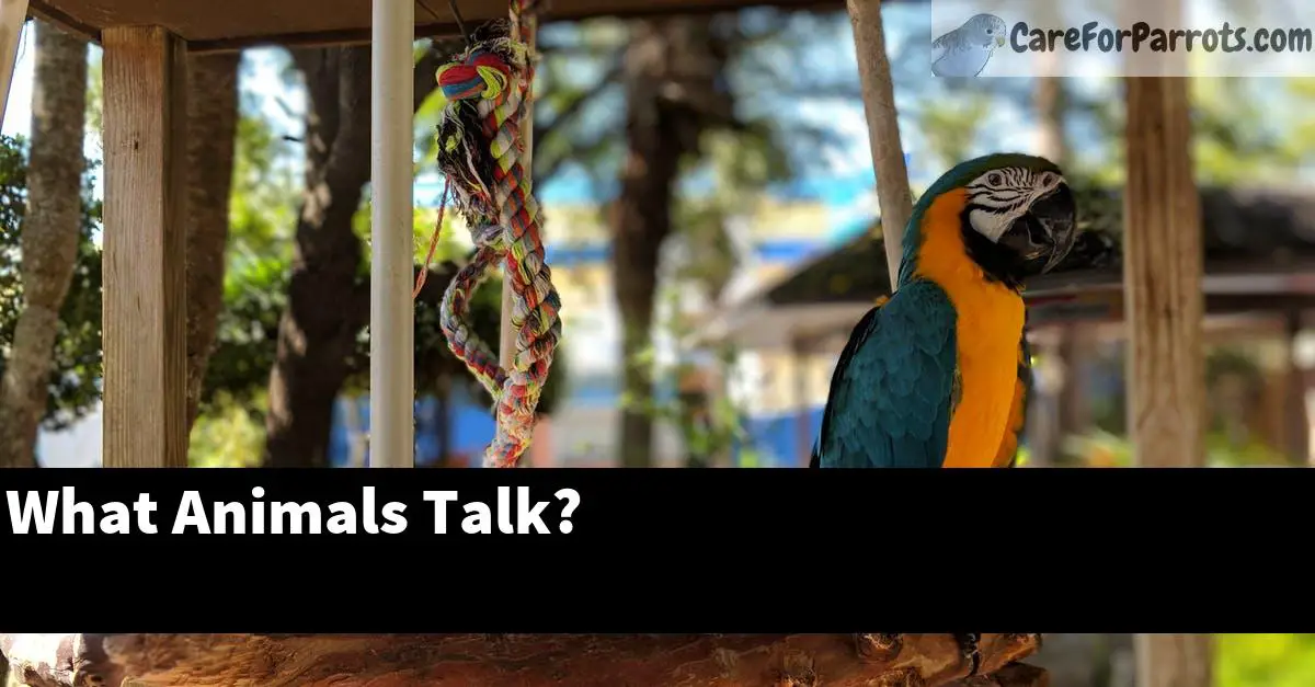 What Animals Talk?