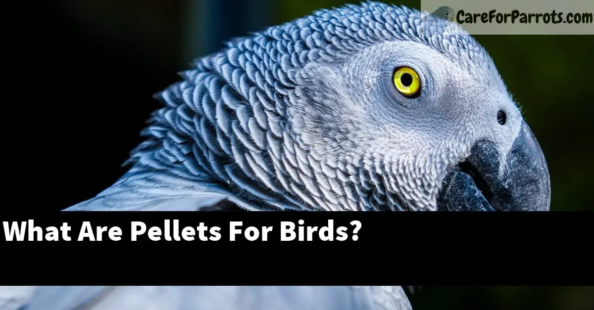 What Are Pellets For Birds? Care For Parrots