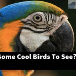 What Are Some Cool Birds To See?