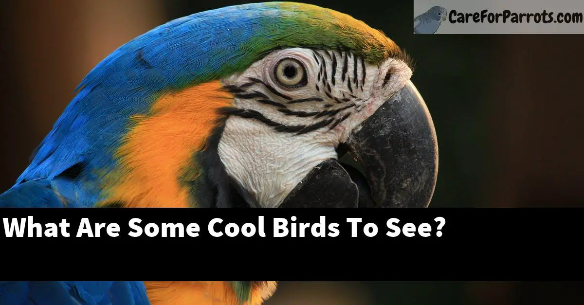 What Are Some Cool Birds To See?