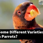 What Are Some Different Varieties Of Amazon Parrots?