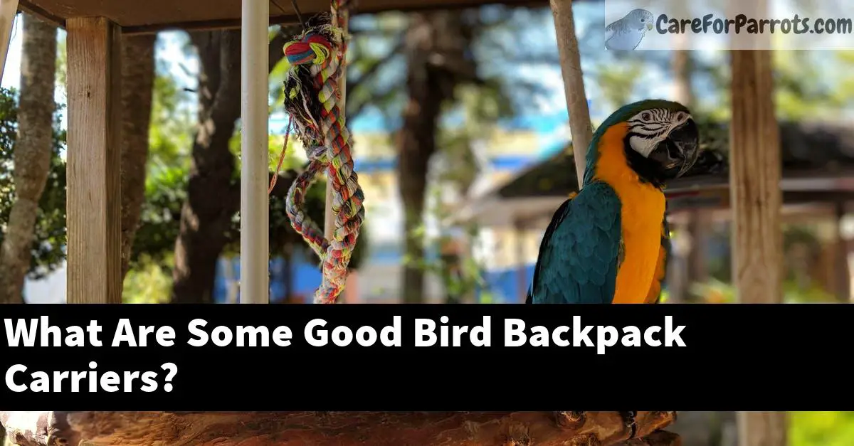 What Are Some Good Bird Backpack Carriers?